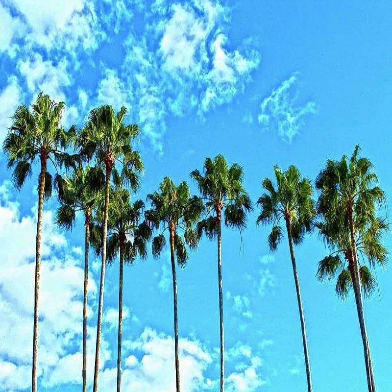 palm-trees.jpeg