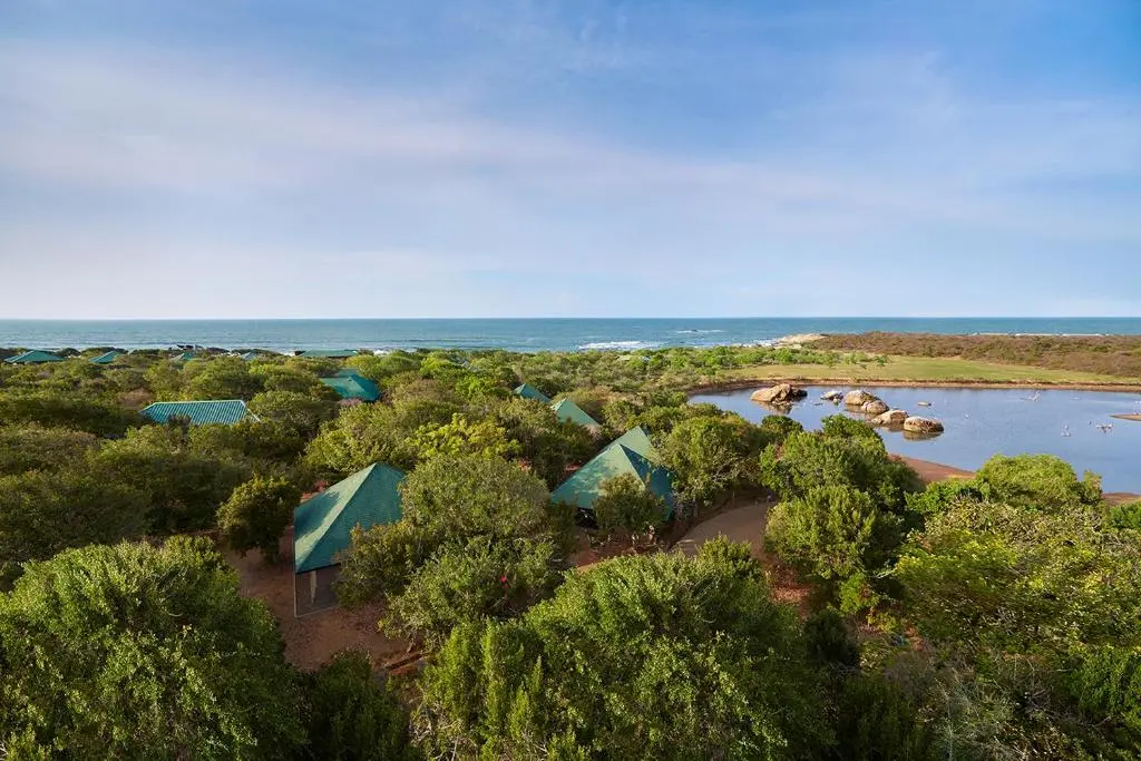 Parc de Yala Cinnamon Wild Yala1.jpg