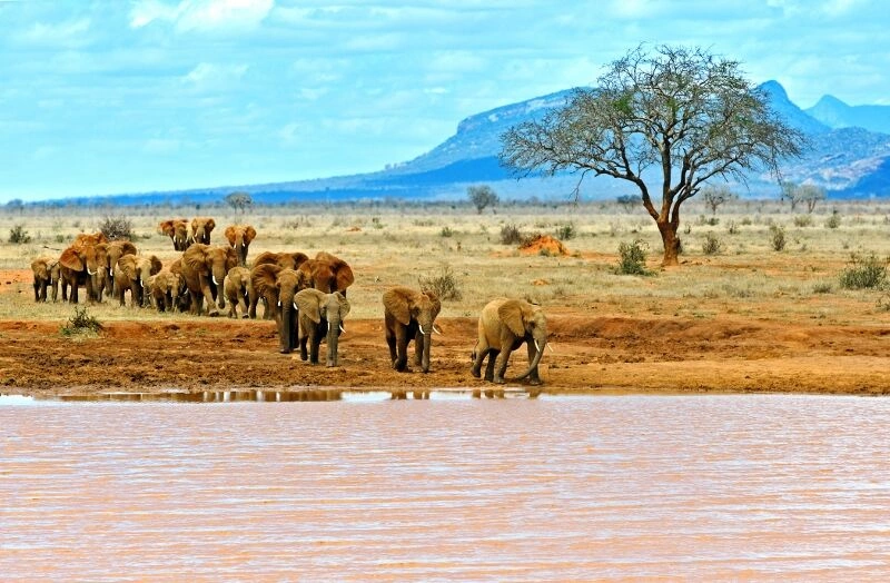 Safari Tsavo East 1N & Séjour au Kappa Club AHG Lion Beach Resort 4*nl