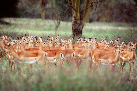 Safari Tsavo East - Amboseli et Séjour au Kappa Club AHG Lion Beach Resort  4*nl