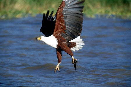 EAGLE-DW2123.jpg
