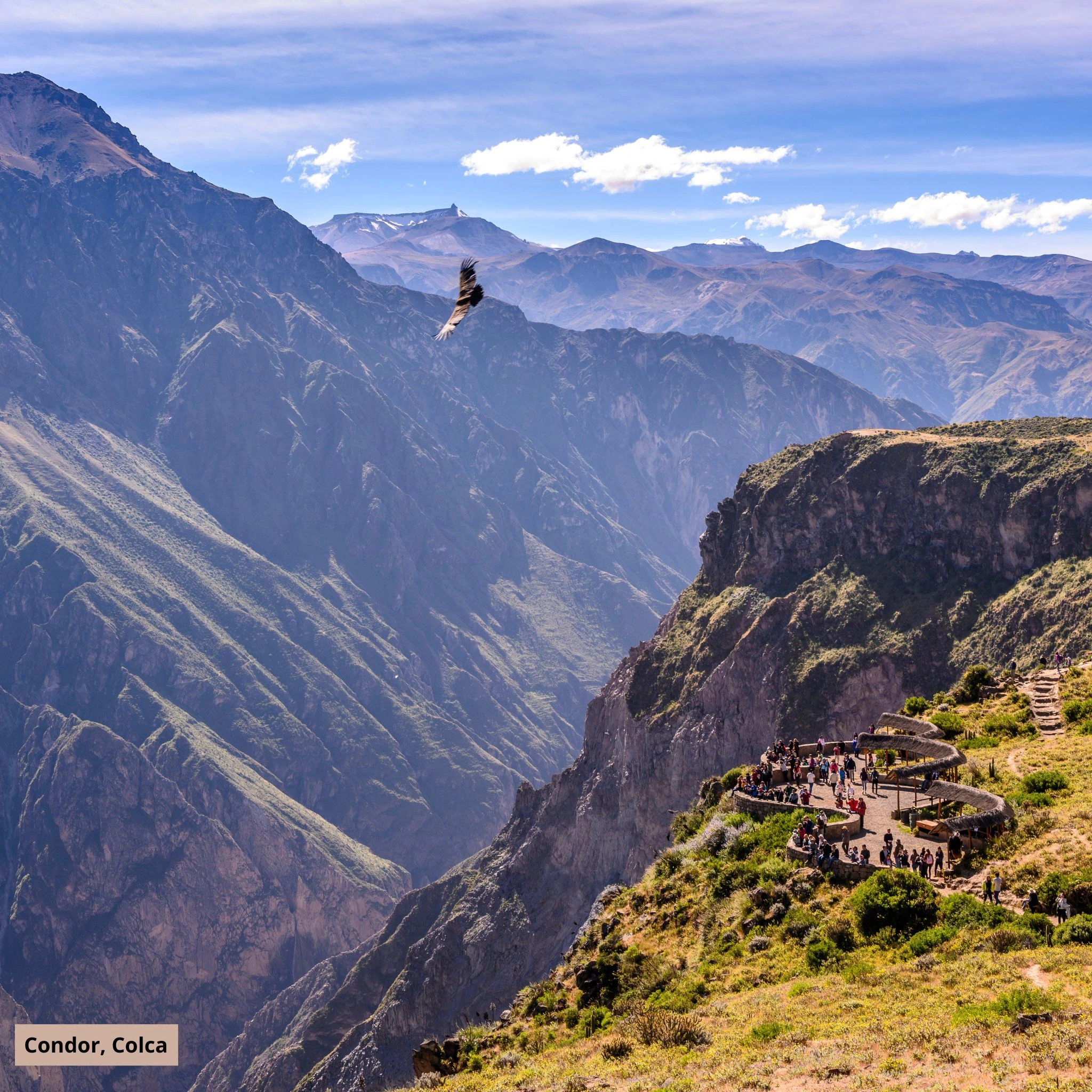 colca_condor_3.jpg