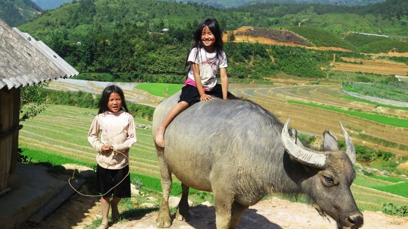 Sapa_-_vie_locale_-_a_dos_de_buffle.jpg