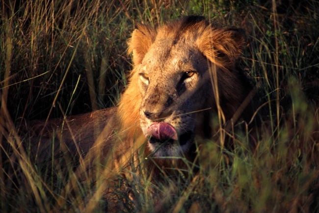 Lion - Meru.jpg