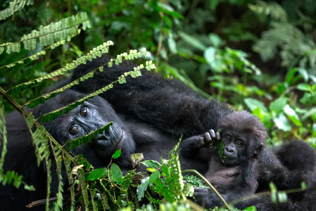 Ouganda, le cœur sauvage de l’Afrique
