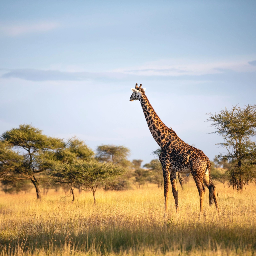 Safari : Aventures et traditions tanzaniennes 11J / 9N