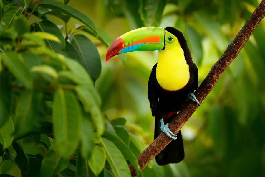 Costa Rica, Nature Brute et Émotions Fortes  