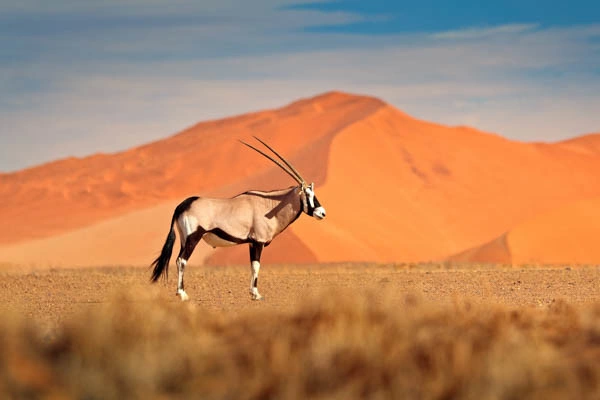 Autotour La Namibie Sauvage ***