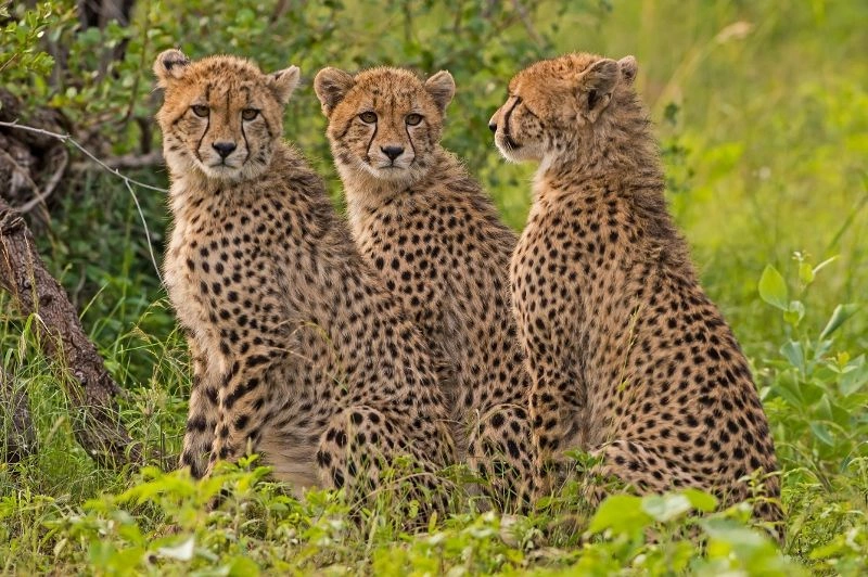 Safaris Ngorongoro, Tarangire et Manyara et Séjour au Waridi Beach Resort & Spa 4* NL