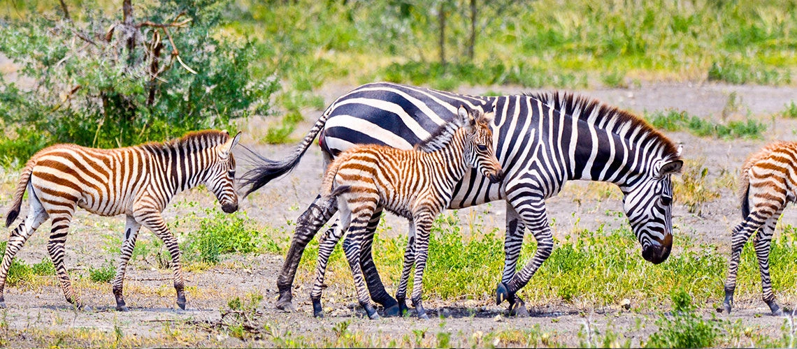 9_safari_ngorongo_kappa_club_waridi_beach_resort.jpg