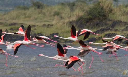 Safari 4 nuits Ngorongo, Tarangire et Manyara et Séjour au Toa Hotel & Spa 5*