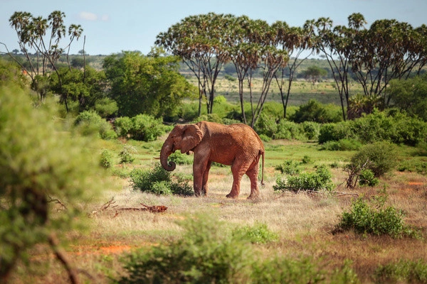 Combiné circuit et hôtel Pinewood Beach Resort & Spa 4*sup  avec 1 nuit safari Tsavo Est