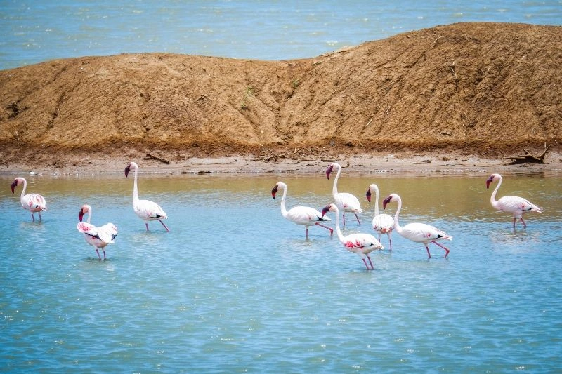 Séjour Au Kappa Club Dreams Bay Boutique Hotel 4* & Safari Selous 1 nuit