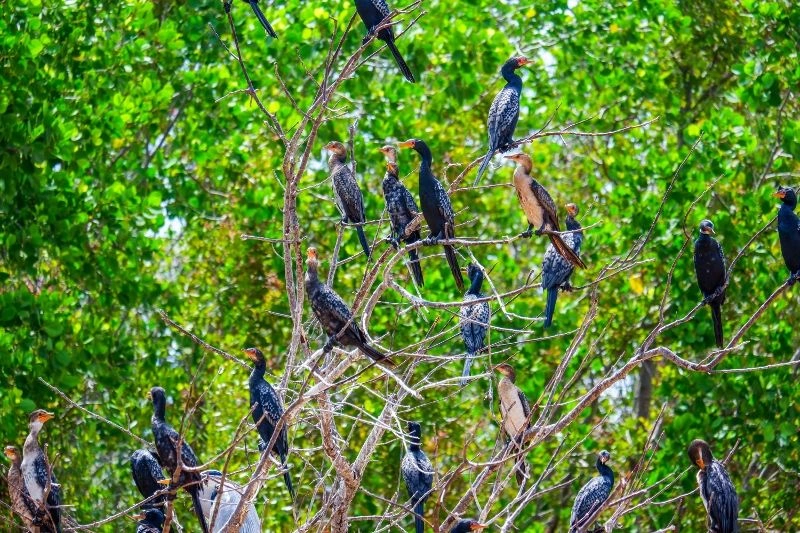 Boat_Safari_(4)_(800x533).jpg