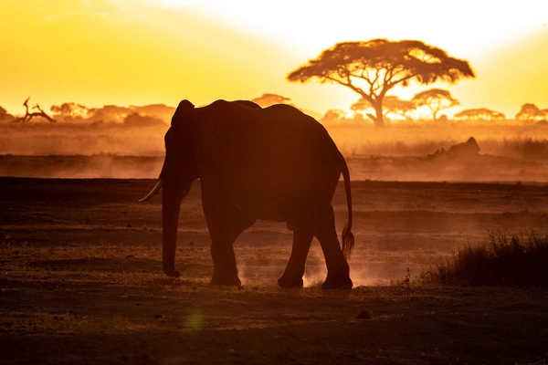 Combiné circuit et Hôtel Neptune Palm Beach Boutique Resort & Spa 4* avec 3 nuits Tsavo Est / Ouest et Amboseli