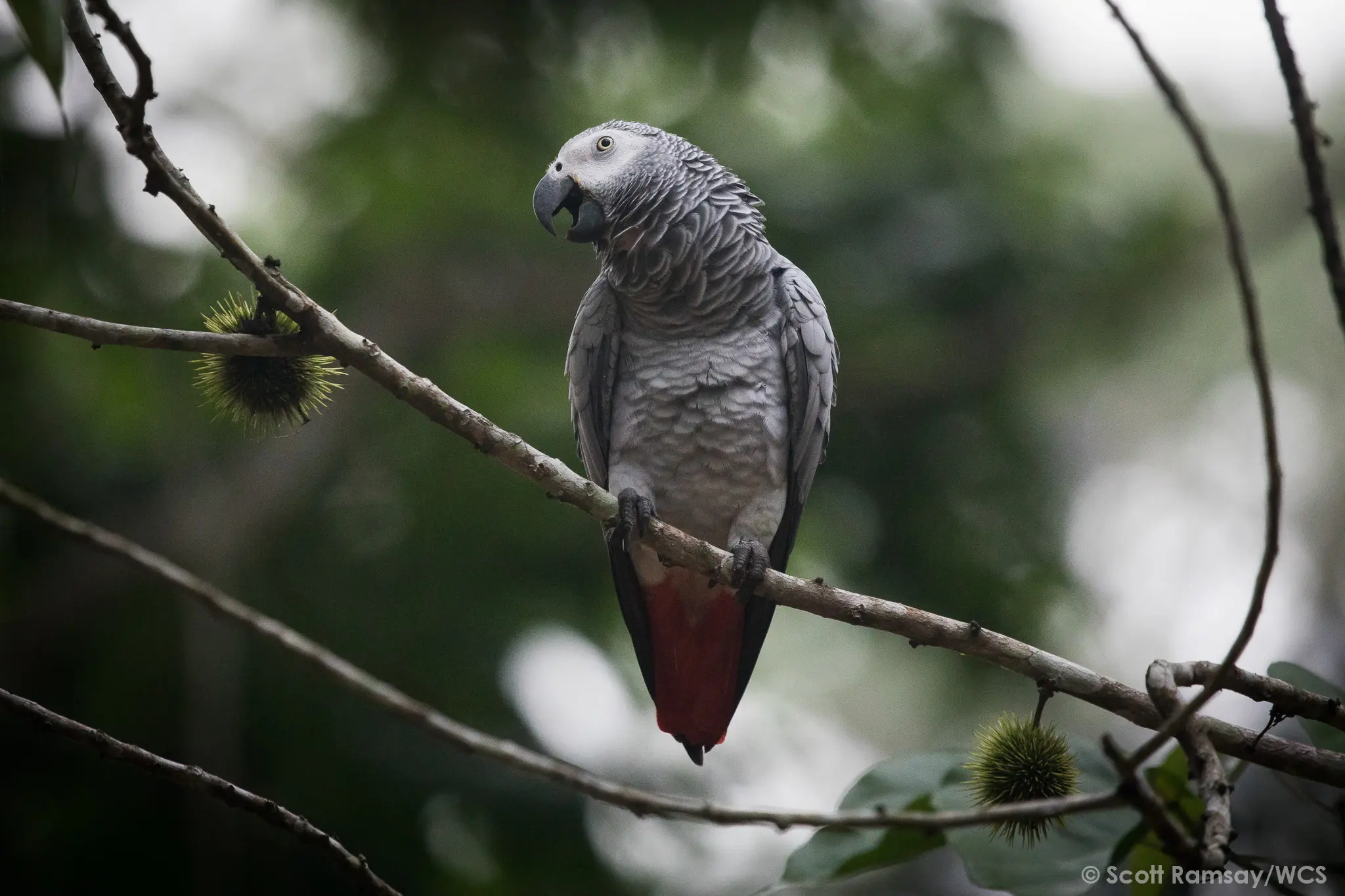 WCS Congo - copyright Scott Ramsay www.scottramsay.africa-2694.jpg