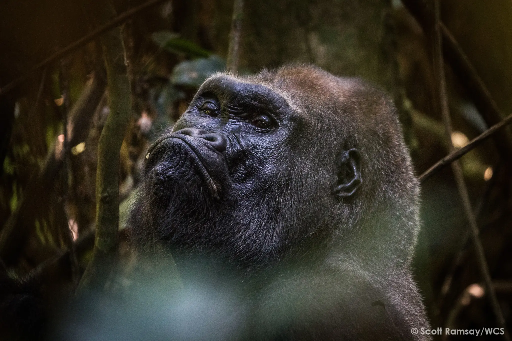 WCS Congo - copyright Scott Ramsay www.scottramsay.africa-3281.jpg
