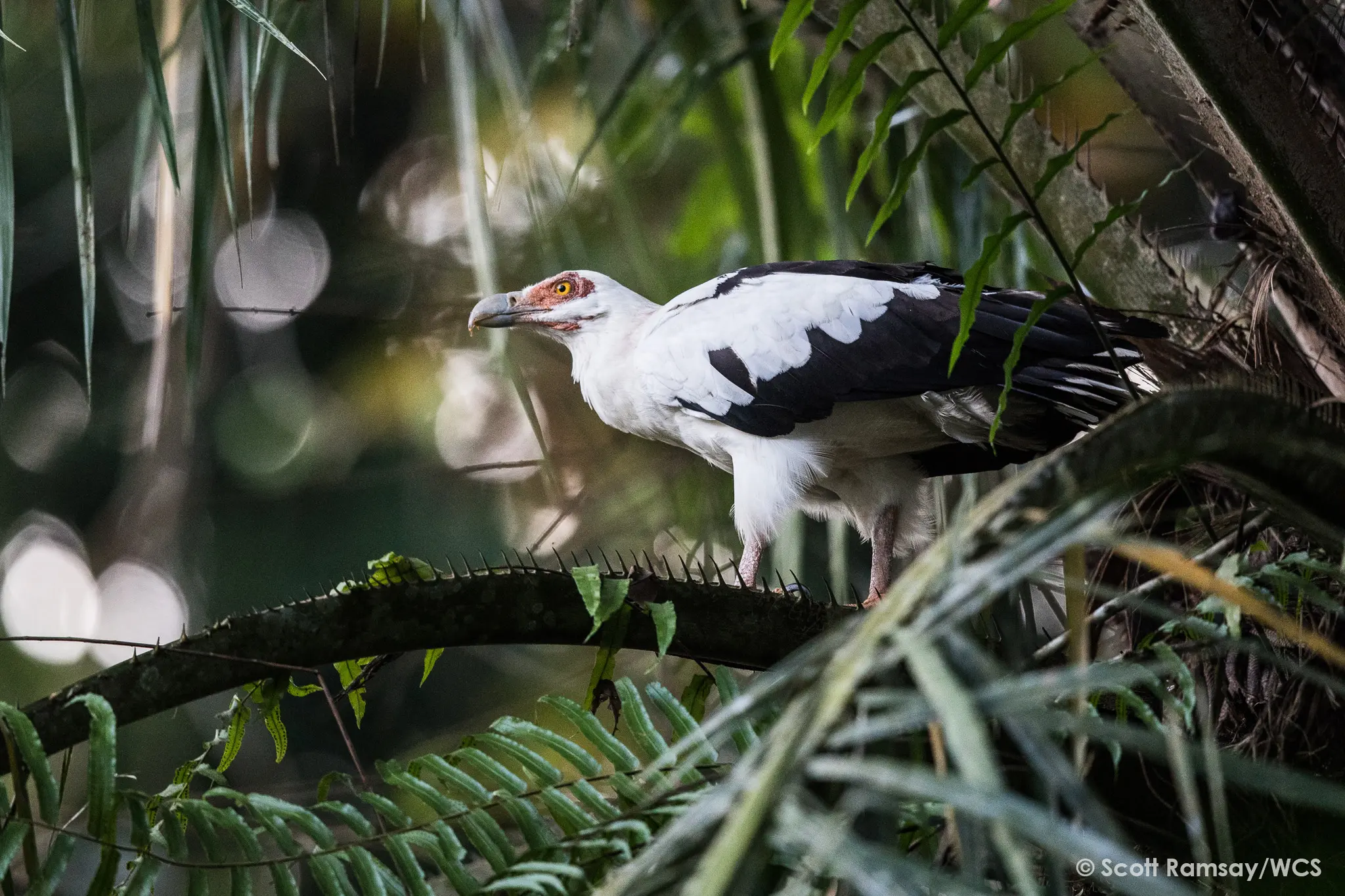 WCS Congo - copyright Scott Ramsay www.scottramsay.africa-2713.jpg