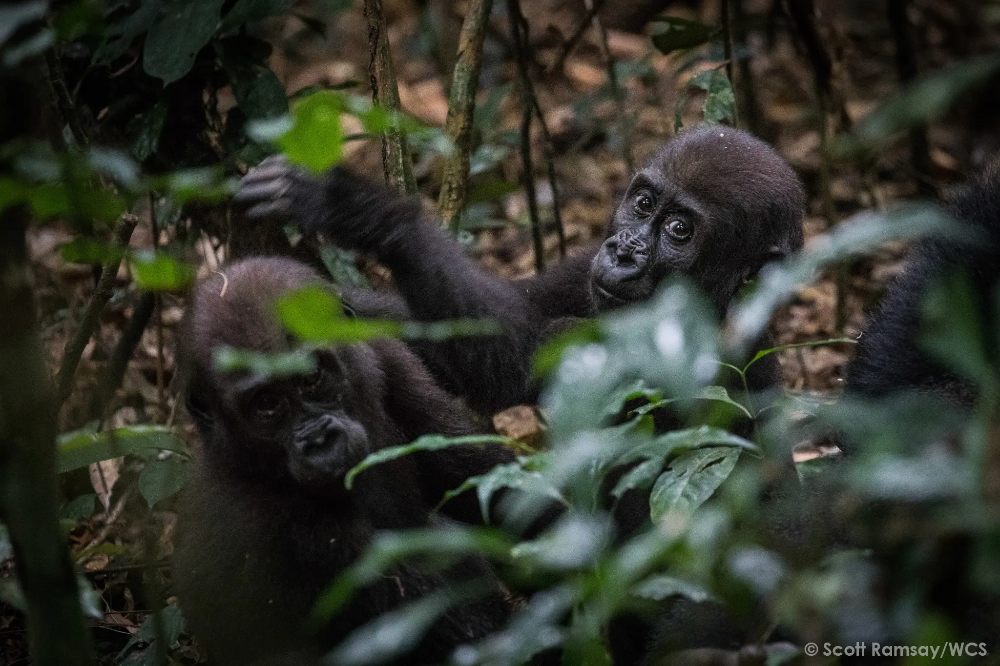 WCS Congo - copyright Scott Ramsay www.scottramsay.africa-3403.jpg