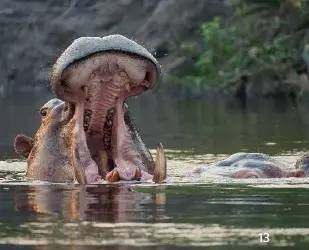 hippo.jpg