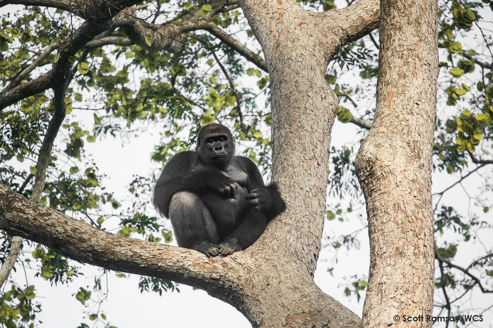 WCS Congo - copyright Scott Ramsay www.scottramsay.africa-3215.jpg