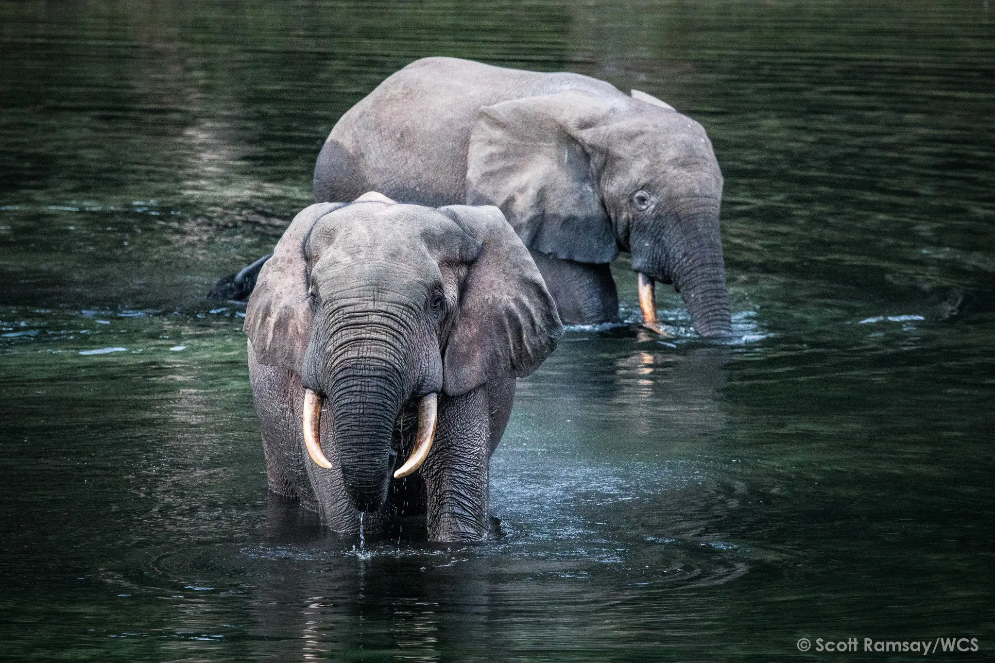 WCS Congo 2- copyright Scott Ramsay.jpg