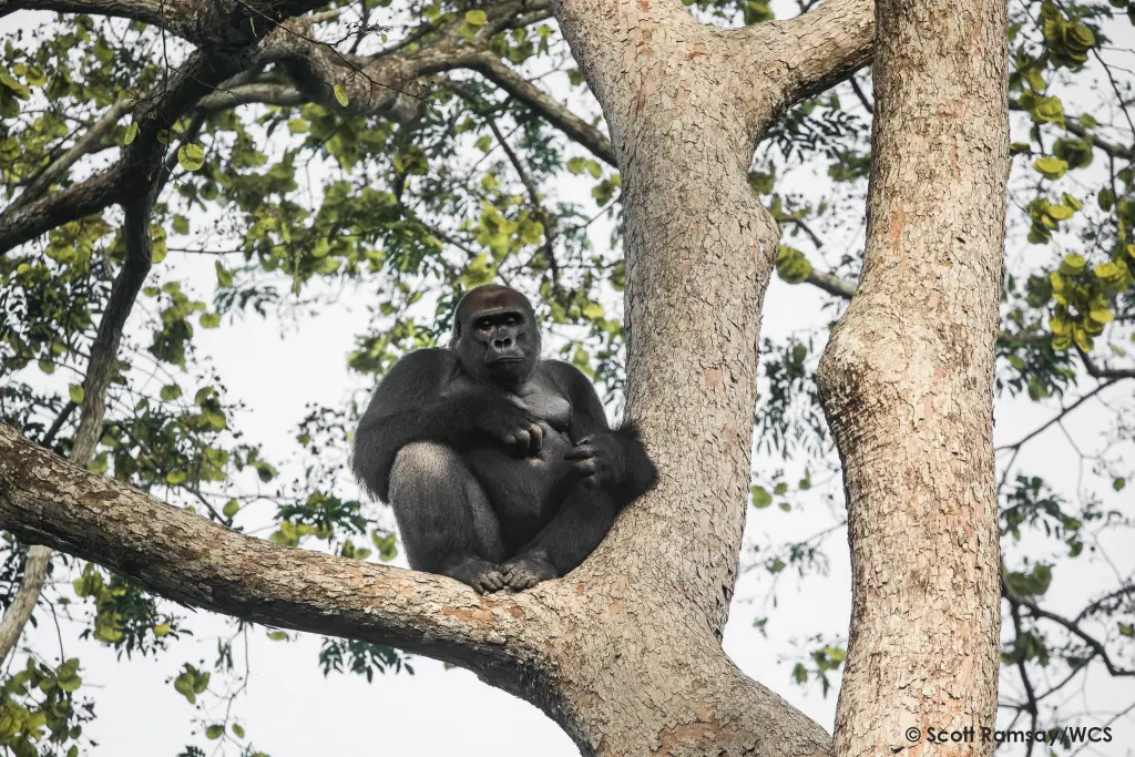 WCS Congo - copyright Scott Ramsay www.scottramsay.africa-3215.jpg
