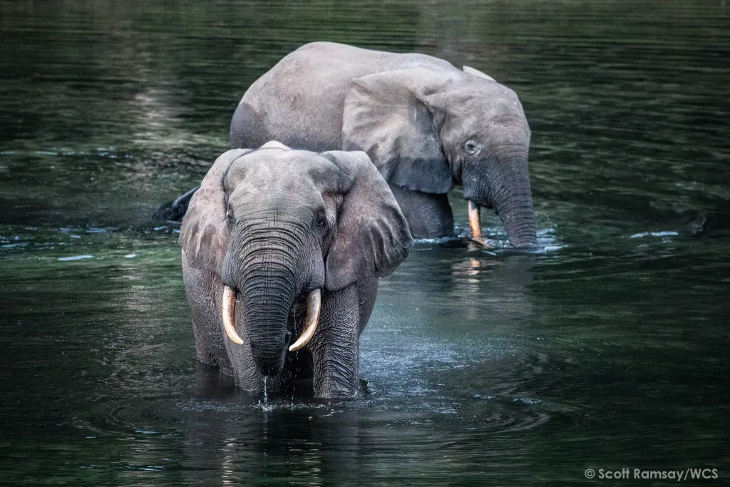 WCS Congo 2- copyright Scott Ramsay.jpg
