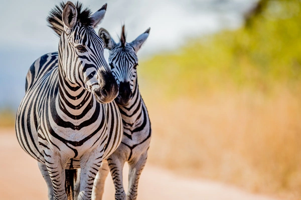 vue_600533_pgbighd.jpg