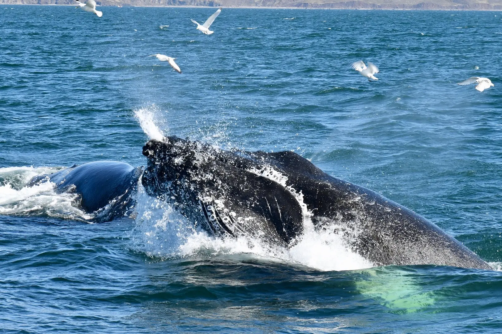 Baleines copie.jpg