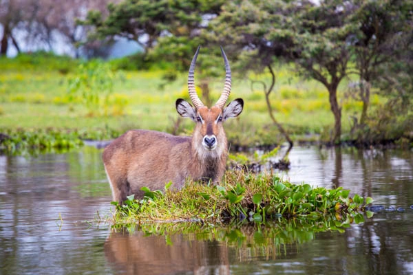 Circuit Evasion kenyane, de Nairobi au Masai Mara