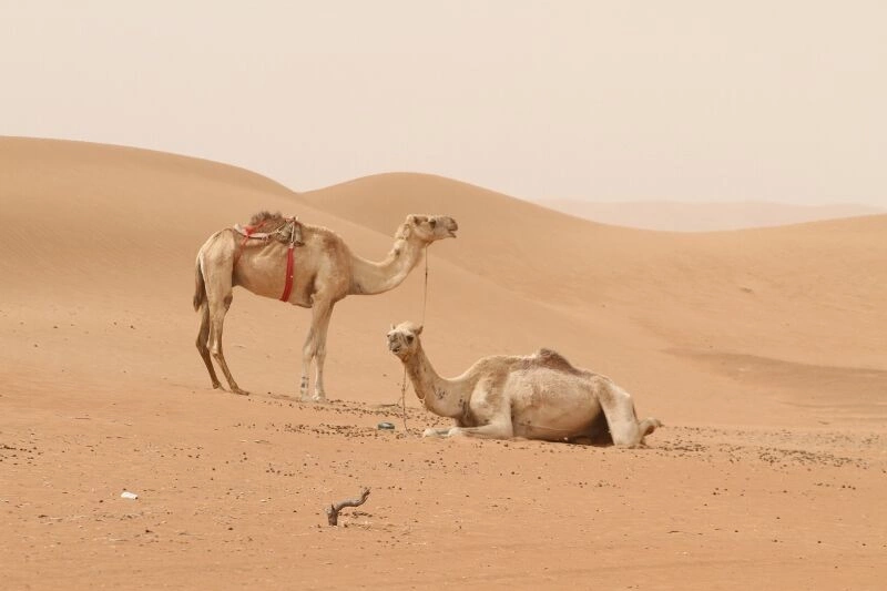 Autotour Oman En Liberté
