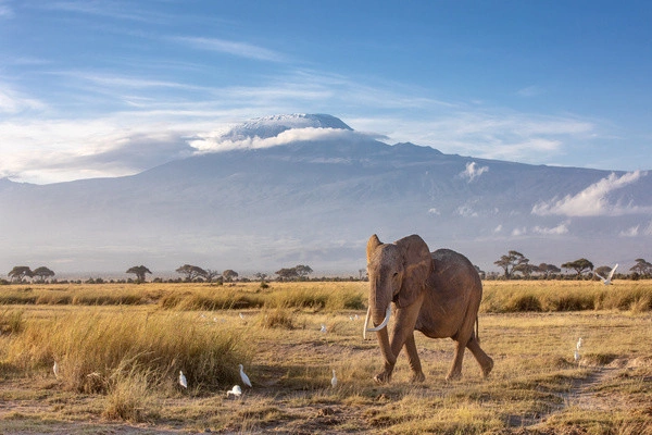 Combiné circuit et hôtel Neptune Village 4* avec 3 nuits Tsavo Ouest / Amboseli / Tsavo Est